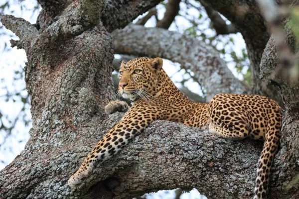 A leopard relaxes high in a tree