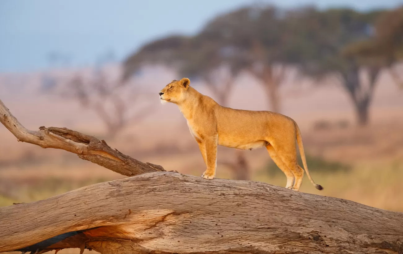 A lioness keeps watch