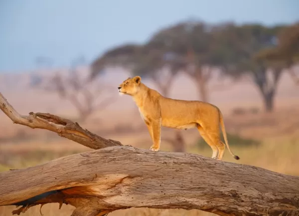 A lioness keeps watch