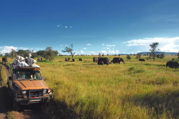 Enjoy a guided game drive to look for wildlife