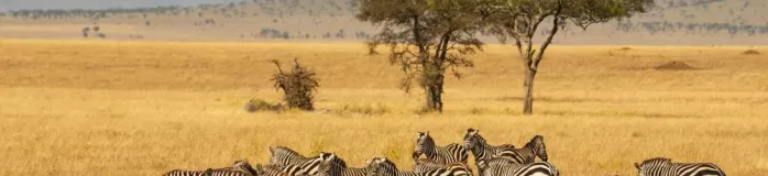 Zebra herd on the Serengeti