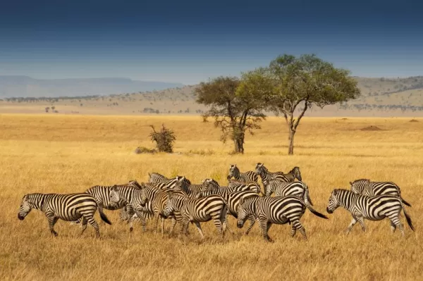Zebra herd on the Serengeti