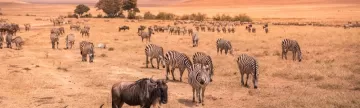 Explore the spectacular ecosystem of the savanna