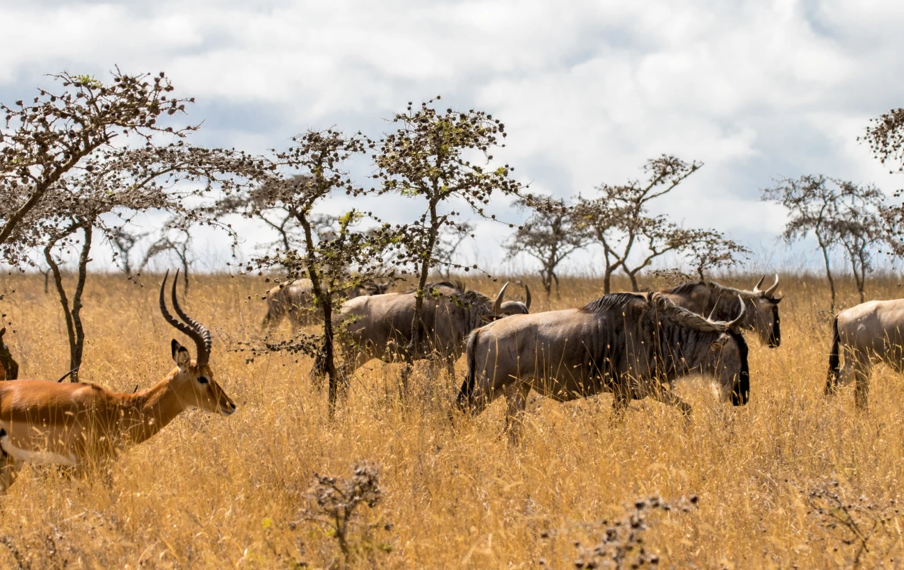 Wildebeest migrating across Tanzania