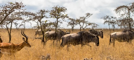 Wildebeest migrating across Tanzania