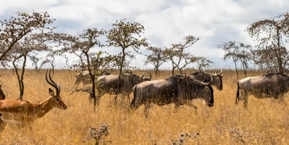 Wildebeest migrating across Tanzania