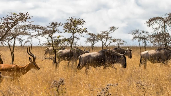 Wildebeest migrating across Tanzania