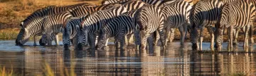 A herd of zebra stop for a drink