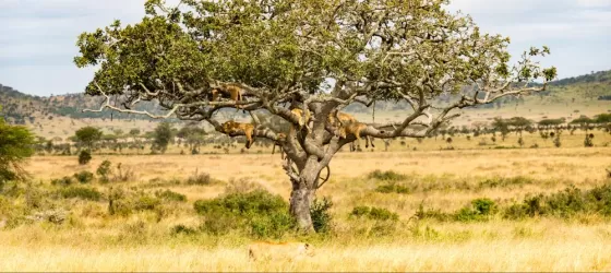 Lions sleeping high in a tree