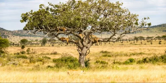 Lions sleeping high in a tree