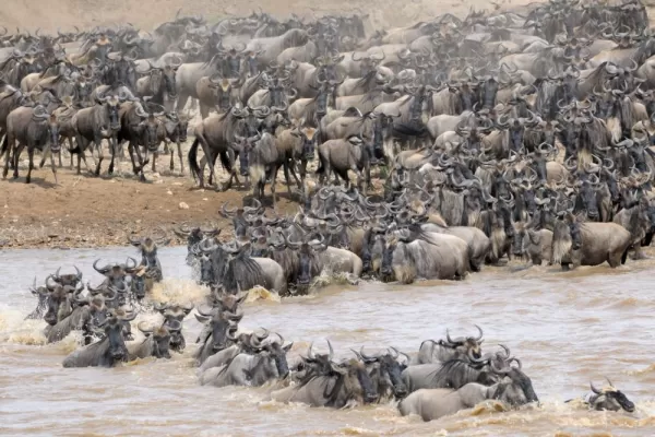 A huge herd of wildebeest crosses a river