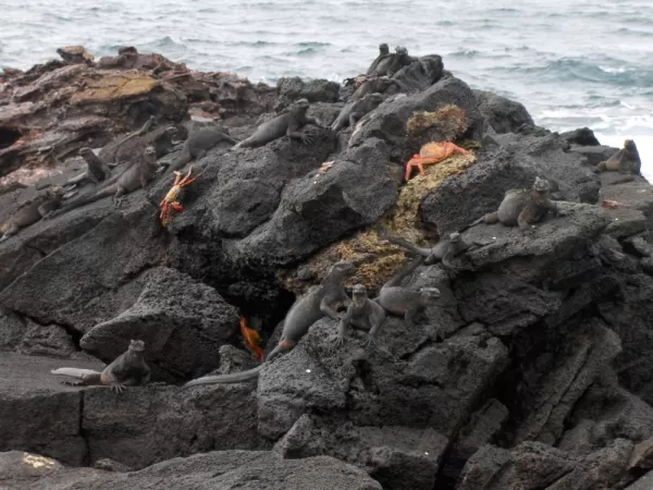 Resting rock