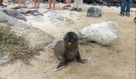 Seal pup in the Galapagos