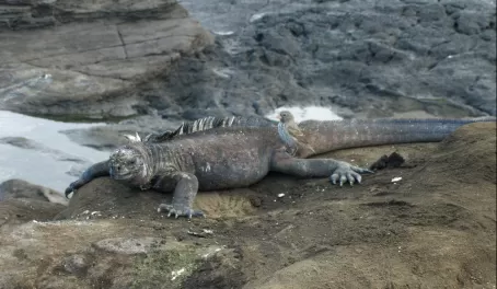 Marine iguana with a bird friend in the Galapagos