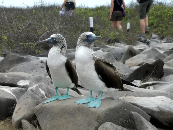 A pair of blue-footed boobies watch travelers pass in the Galapagos