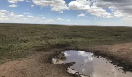 Hyena in a mud puddle to help with digestion.