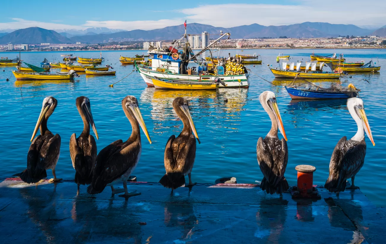 Pelicans in the harbor of La Serena
