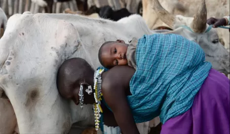 Beautiful Maasai mom with her baby helping to milk the cows for the morning.