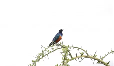 One of my favorite birds, a superb starling.
