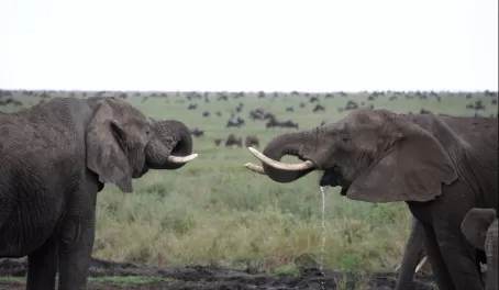 They usually only have around 10 elephants in one herd as they wander, eat, and find water to drink.