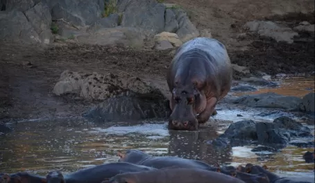 Hippo ready to squeeze its way into the pool.