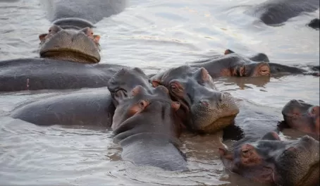 Snuggly hippos.