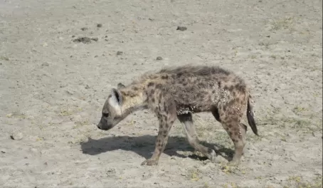 One of the cutest hyenas we saw. Still a little scrappy.