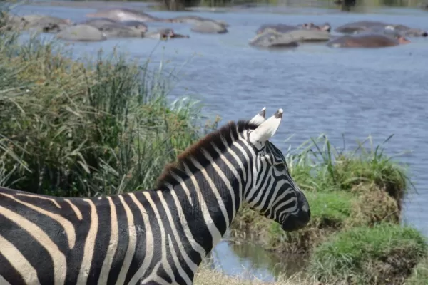 We enjoyed seeing so many animals together, zebra, hippo, warthogs, and hyena all around the same pool.