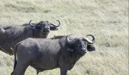 We saw a lot of cape buffalo in Ngorongoro.