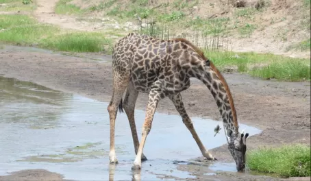 See a giraffe drink water, check.