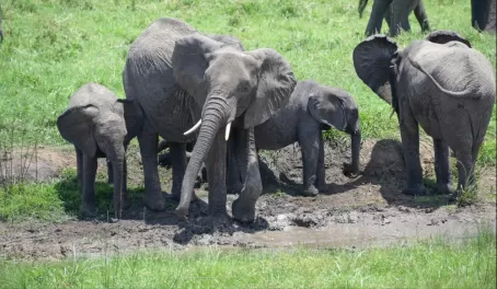 We were so entertained by this "reunion" of elephants. It was hard to leave.