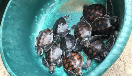 Baby turtles - 3 months