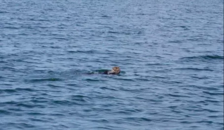 Sea Otter, Kachemak Bay