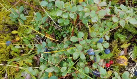 Berries in Denali