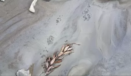 Footprints in Denali