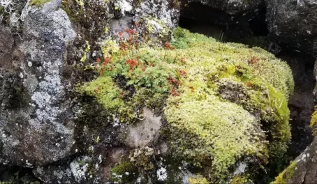 Lichens, Denali