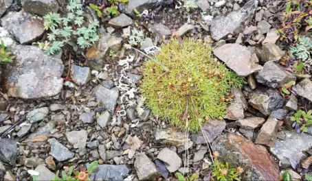 Tundra Plants in Denali