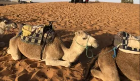 Camels at Erg Chebbi
