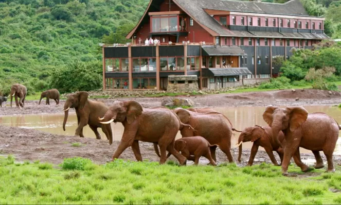 Elephants visit the waterhole outside The Ark