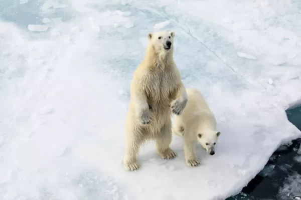 Polar Bears in Spitsbergen