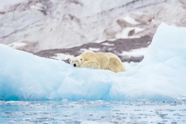 A polar bear rests on an iceberg