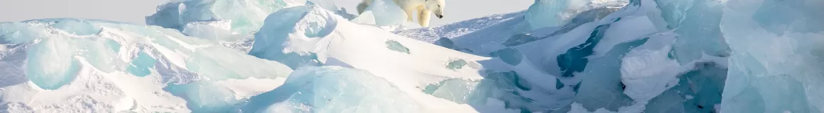 A polar bear climbs glacial ice in the Arctic