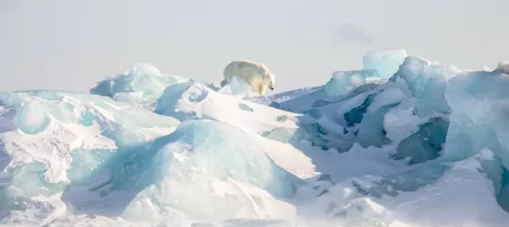 A polar bear climbs glacial ice in the Arctic
