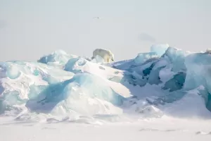 A polar bear climbs glacial ice in the Arctic