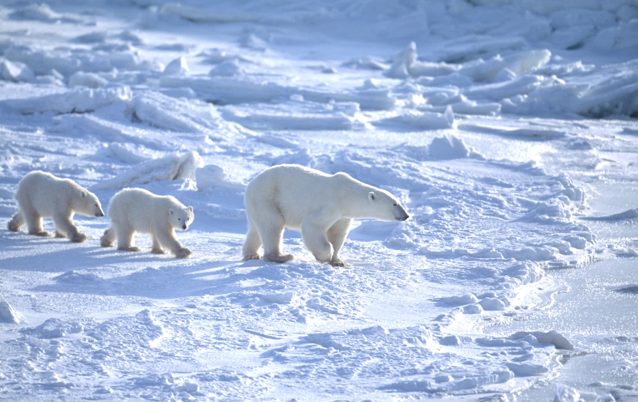 A sow leads her cubs across the ice