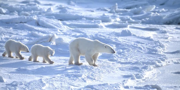 A sow leads her cubs across the ice