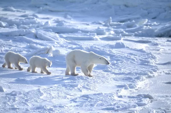 A sow leads her cubs across the ice