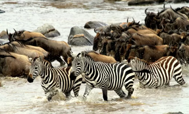 Experience the Great Migration from Camp Zebra
