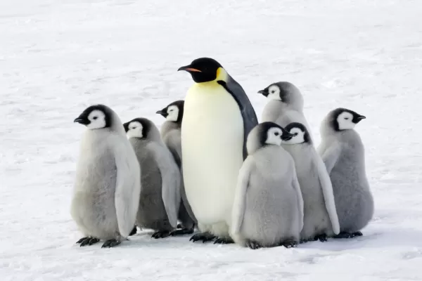 King penguin babysits young chicks