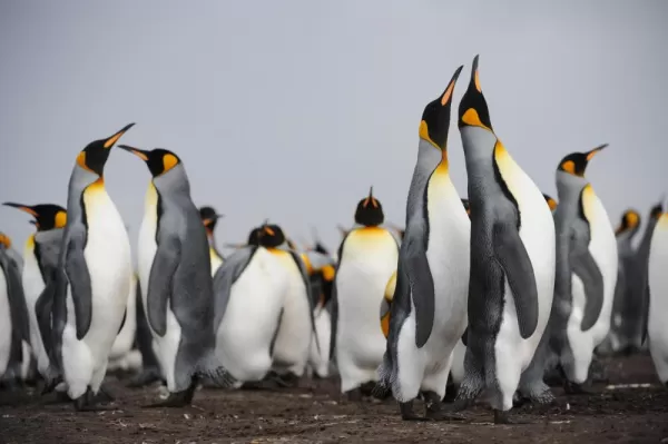 Colony of king penguins
